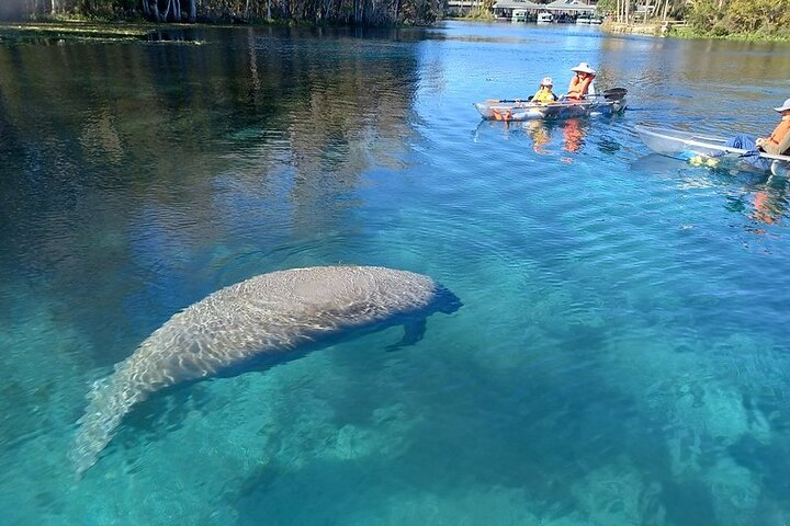 Almost 5,000 acres of varying habitats provide a wonderful home for many different species of mammals, reptiles, fish and birds. Manatee viewing at Silver Springs is a beautiful experience!